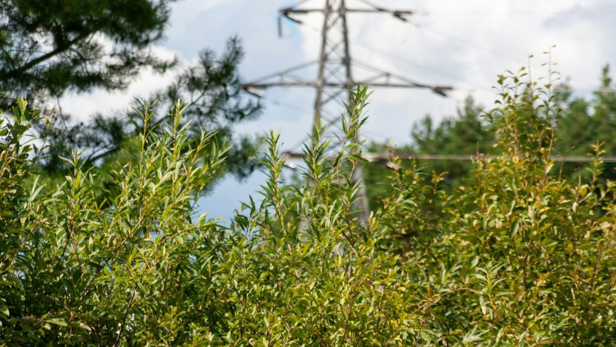 Rendre son site plus écologique (RGESN) : le guide